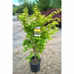 Erable Du Japon Ou Acer Palmatum 'Sango Kaku' -Garden Supplies Sales Shop 8641 8642 8643 8677b erable du japon sango kaku t1000