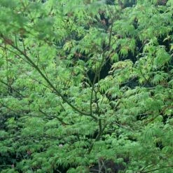 Erable Du Japon Ou Acer Palmatum 'Seiryu' -Garden Supplies Sales Shop 8644 8645 8646 8678a erable du japon seiryu t1000