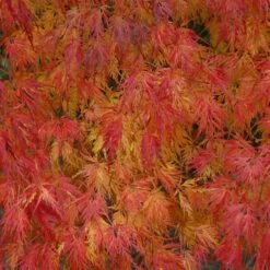 Erable Du Japon Ou Acer Palmatum 'Seiryu' -Garden Supplies Sales Shop 8644 8645 8646 8678b erable du japon seiryu t1000