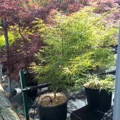 Erable Du Japon Ou Acer Palmatum 'Scolopendrifolium' -Garden Supplies Sales Shop 8647 8648 8649 8679a erable du japon scolopendrifolium t1000