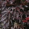 Erable Du Japon Ou Acer Palmatum 'Trompenburg' -Garden Supplies Sales Shop 8650 erable du japon trompenburg a