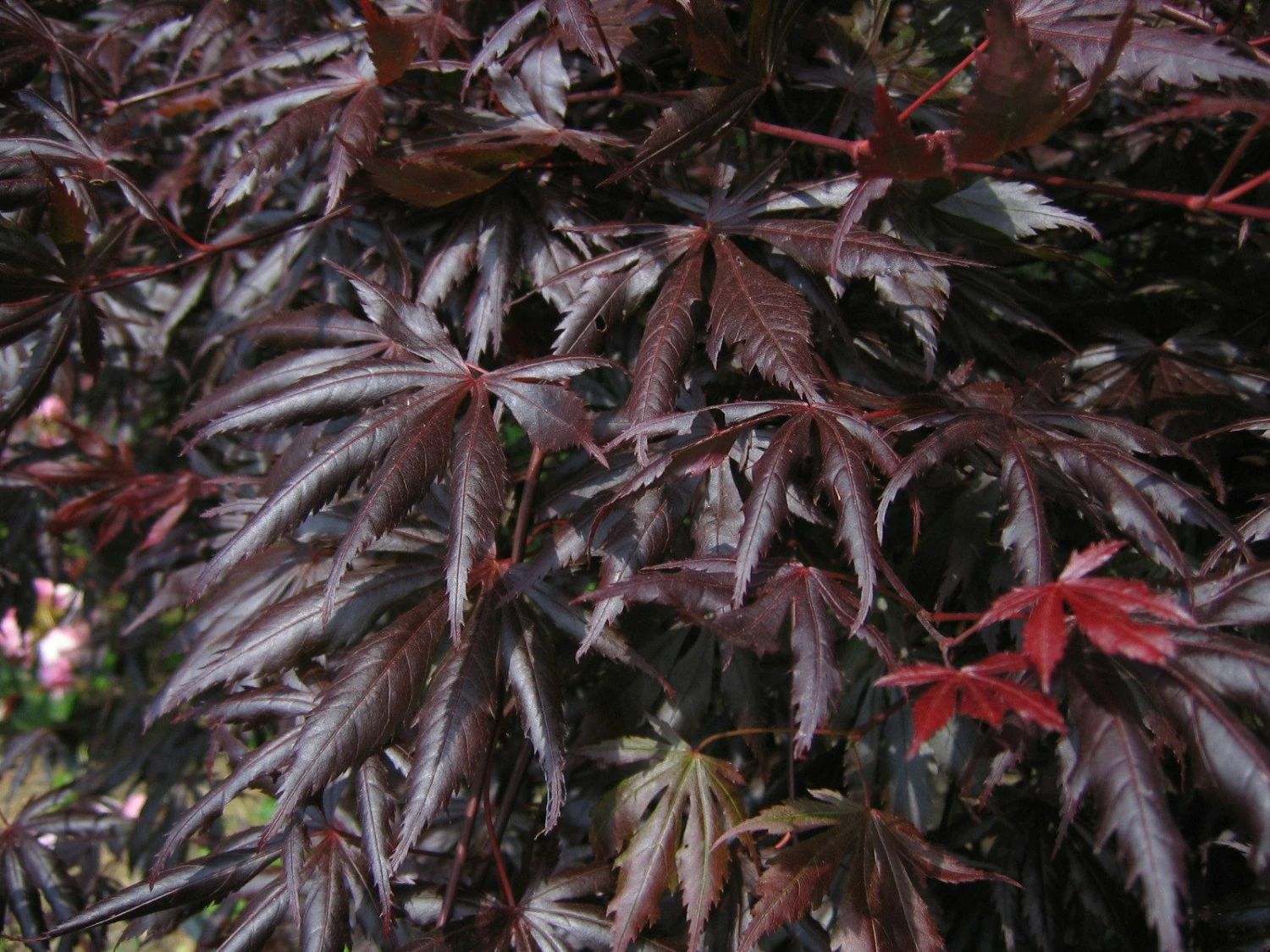 Erable Du Japon Ou Acer Palmatum 'Trompenburg' 3 Erable Du Japon Ou Acer Palmatum 'Trompenburg'