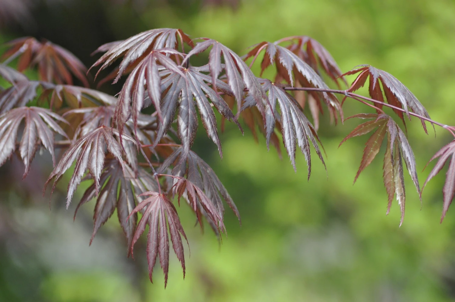 Erable Du Japon Ou Acer Palmatum 'Trompenburg' 4 Erable Du Japon Ou Acer Palmatum 'Trompenburg' - Image 2