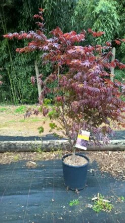 Erable Du Japon Ou Acer Palmatum 'Trompenburg' 7 Erable Du Japon Ou Acer Palmatum 'Trompenburg' -Garden Supplies Sales Shop 8650 erable du japon trompenburg c