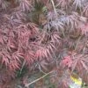 Erable Du Japon Ou Acer Palmatum Ssp. Dissectum 'Tamukeyama' -Garden Supplies Sales Shop 8653 8654 8655 8681 erable du japon dissectum tamukeyama t1000
