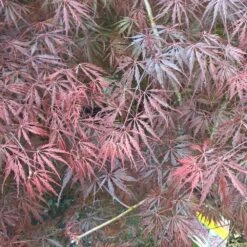 Erable Du Japon Ou Acer Palmatum Ssp. Dissectum 'Tamukeyama'