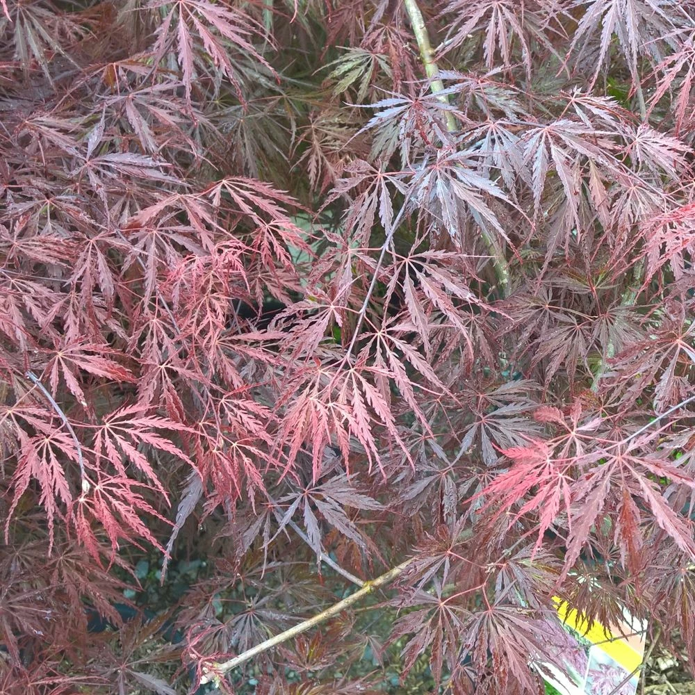Erable Du Japon Ou Acer Palmatum Ssp. Dissectum 'Tamukeyama' 3 Erable Du Japon Ou Acer Palmatum Ssp. Dissectum 'Tamukeyama'