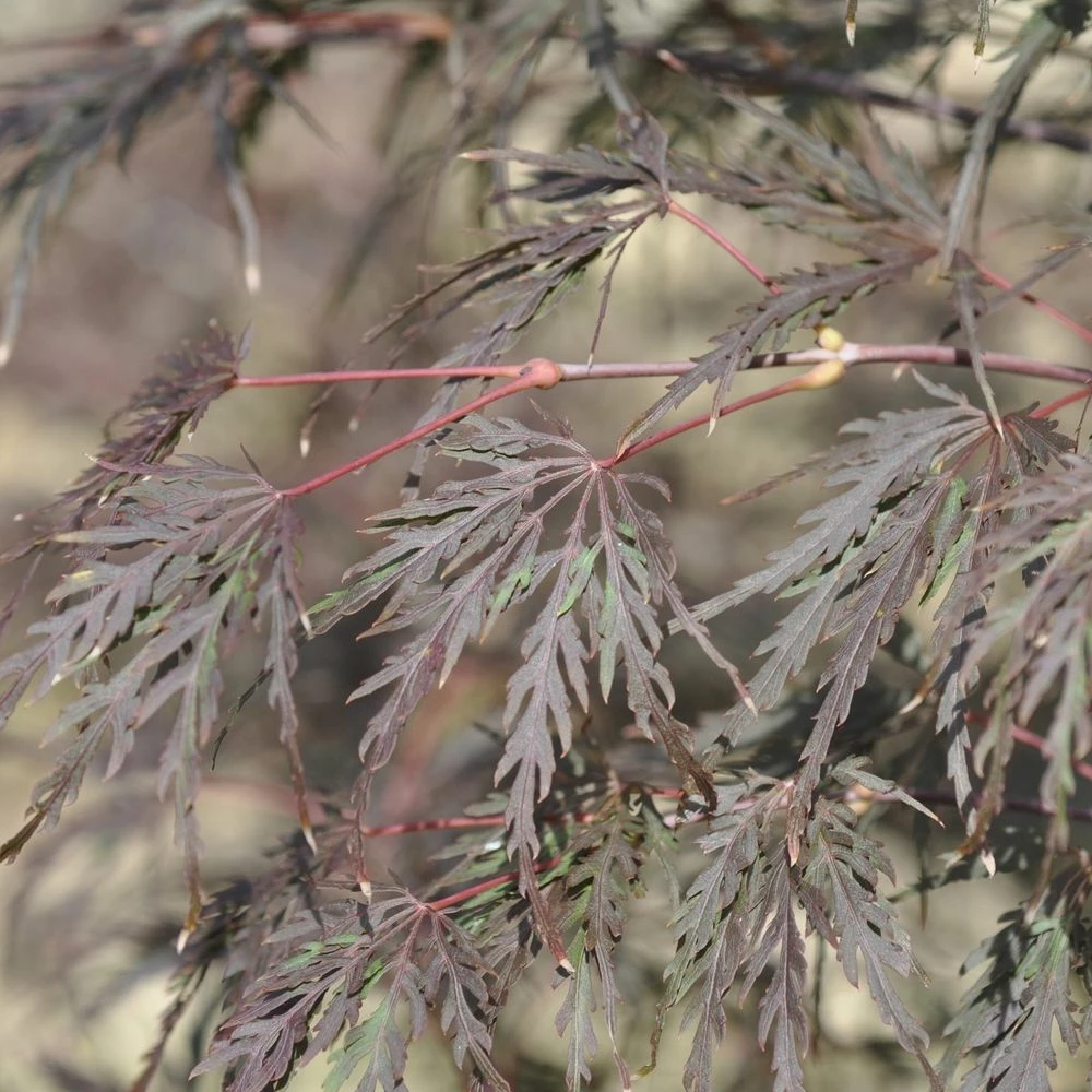 Erable Du Japon Ou Acer Palmatum Ssp. Dissectum 'Tamukeyama' 4 Erable Du Japon Ou Acer Palmatum Ssp. Dissectum 'Tamukeyama' - Image 2