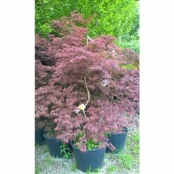 Erable Du Japon Ou Acer Palmatum Ssp. Dissectum 'Tamukeyama' 7 Erable Du Japon Ou Acer Palmatum Ssp. Dissectum 'Tamukeyama' -Garden Supplies Sales Shop 8653 8654 8655 8681b erable du japon dissectum tamukeyama t1000