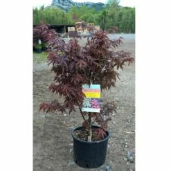 Erable Du Japon Ou Acer Palmatum 'Skeeter's Broom' 7 Erable Du Japon Ou Acer Palmatum 'Skeeter's Broom' -Garden Supplies Sales Shop 8656 8657 8658 8682 erable du japon skeeters broom t1000