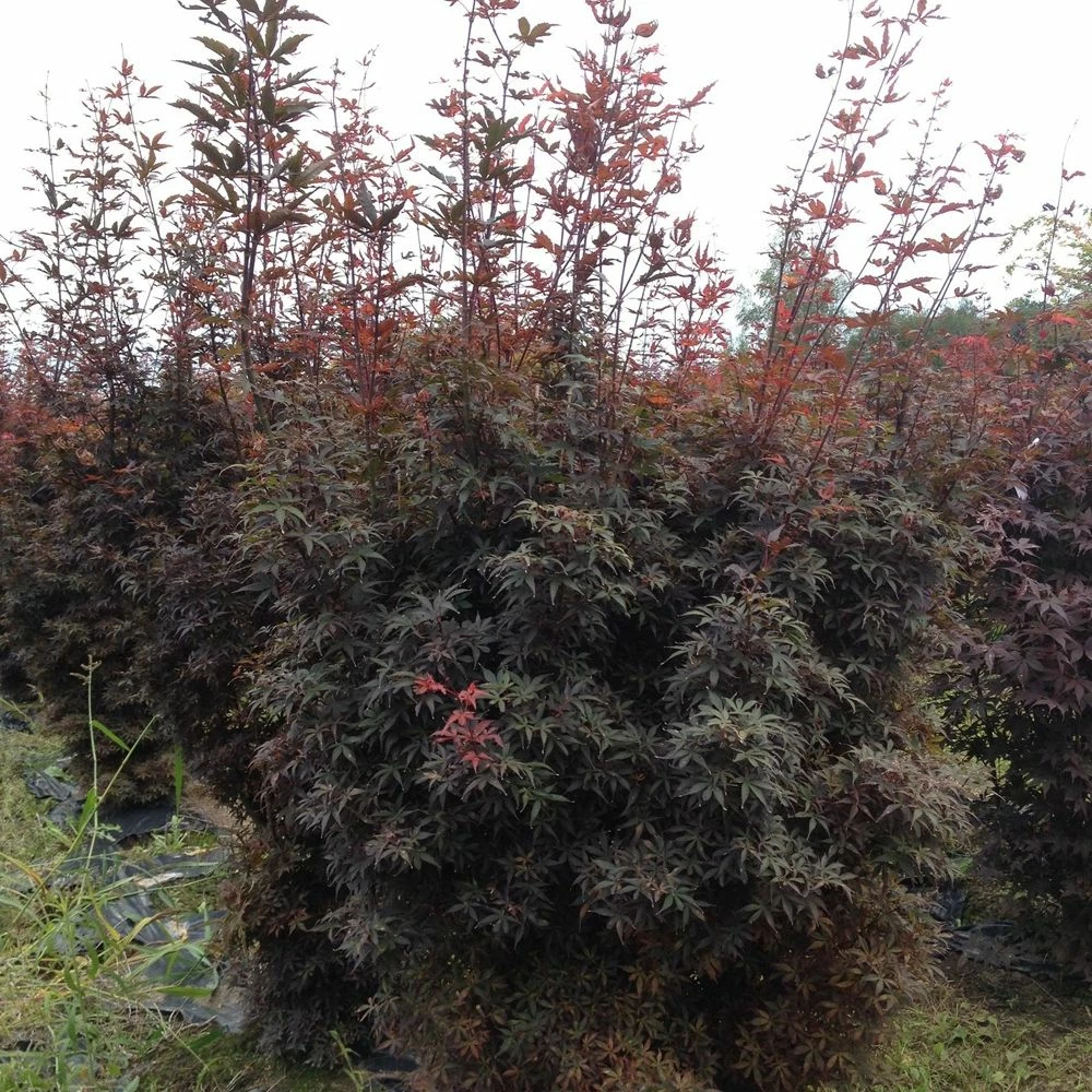 Erable Du Japon Ou Acer Palmatum 'Skeeter's Broom' 4 Erable Du Japon Ou Acer Palmatum 'Skeeter's Broom' - Image 2