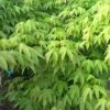 Erable Du Japon Ou Acer Palmatum 'Ozakazuki' -Garden Supplies Sales Shop 8659 8660 8683 8684 erable du japon ozakazuki t1000