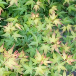 Erable Du Japon Ou Acer Palmatum ‘Little Princess’ -Garden Supplies Sales Shop 8685 8686b erable du japon ou acer palmatum little princess au printemps bambouseraie t1000