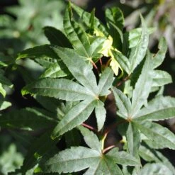 Erable Du Japon Ou Acer Palmatum ‘Mikawa Yatsubusa’ 11 Erable Du Japon Ou Acer Palmatum ‘Mikawa Yatsubusa’ -Garden Supplies Sales Shop 8687 8688a erable du japon ou acer palmatum mikawa yatsubusa bambouseraie t1000