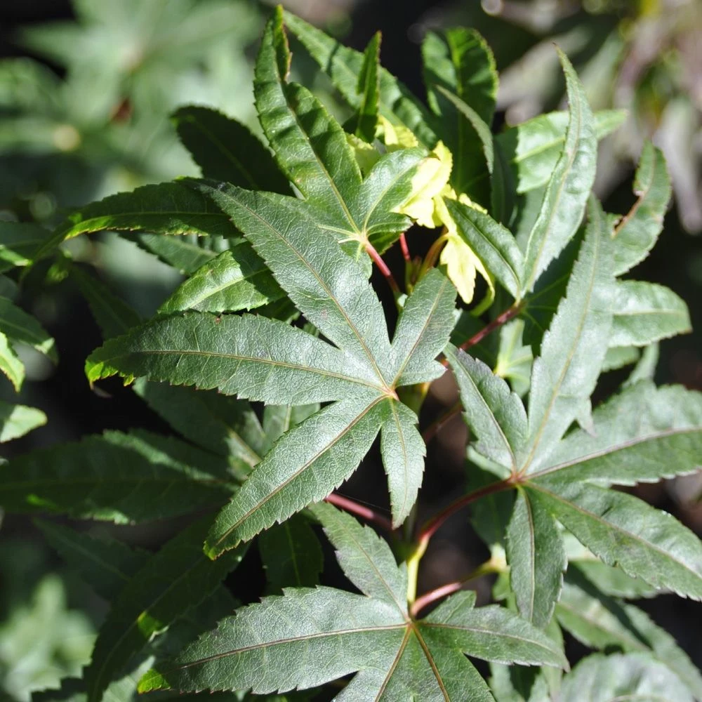 Erable Du Japon Ou Acer Palmatum ‘Mikawa Yatsubusa’ 6 Erable Du Japon Ou Acer Palmatum ‘Mikawa Yatsubusa’ - Image 4