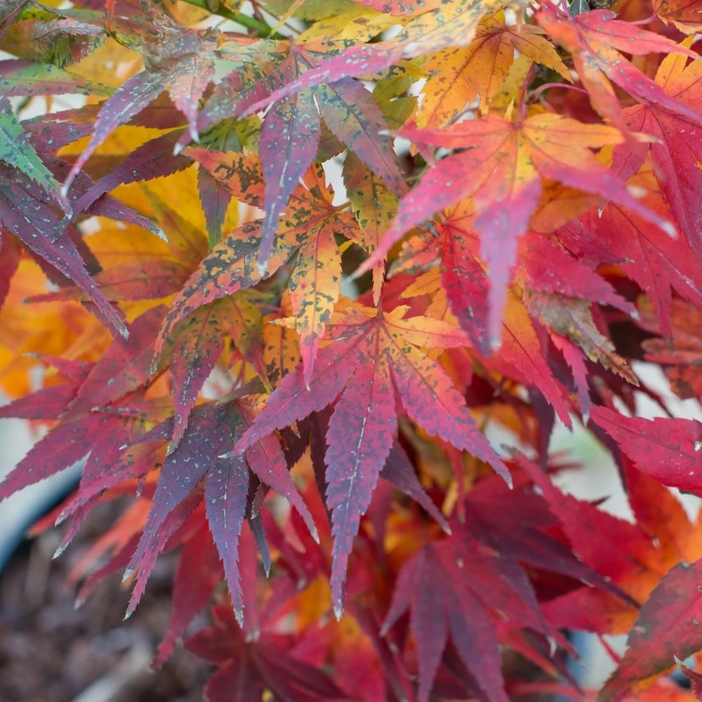 Erable Du Japon Ou Acer Palmatum ‘Mikawa Yatsubusa’ 4 Erable Du Japon Ou Acer Palmatum ‘Mikawa Yatsubusa’ - Image 2