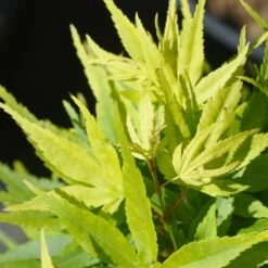 Erable Du Japon Ou Acer Palmatum ‘Mikawa Yatsubusa’ 10 Erable Du Japon Ou Acer Palmatum ‘Mikawa Yatsubusa’ -Garden Supplies Sales Shop 8687 8688c erable du japon ou acer palmatum mikawa yatsubusa au printemps bambouseraie t1000