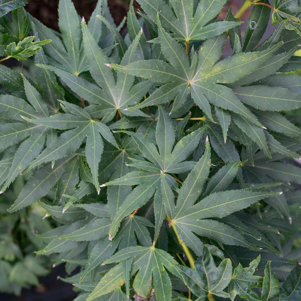 Erable Du Japon Ou Acer Palmatum ‘Mikawa Yatsubusa’ 7 Erable Du Japon Ou Acer Palmatum ‘Mikawa Yatsubusa’ - Image 5