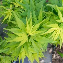 Erable Du Japon Ou Acer Palmatum ‘Mikawa Yatsubusa’ 13 Erable Du Japon Ou Acer Palmatum ‘Mikawa Yatsubusa’ -Garden Supplies Sales Shop 8687 8688e erable du japon ou acer palmatum mikawa yatsubusa bambouseraie t1000