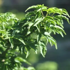 Erable Du Japon Ou Acer Palmatum ‘Shishigashira’ -Garden Supplies Sales Shop 8689 8690c erable du japon ou acer palmatum shishigashira au printemps bambouseraie t1000