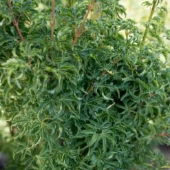 Erable Du Japon Ou Acer Palmatum ‘Shishigashira’ -Garden Supplies Sales Shop 8689 8690e erable du japon ou acer palmatum shishigashira bambouseraie t1000