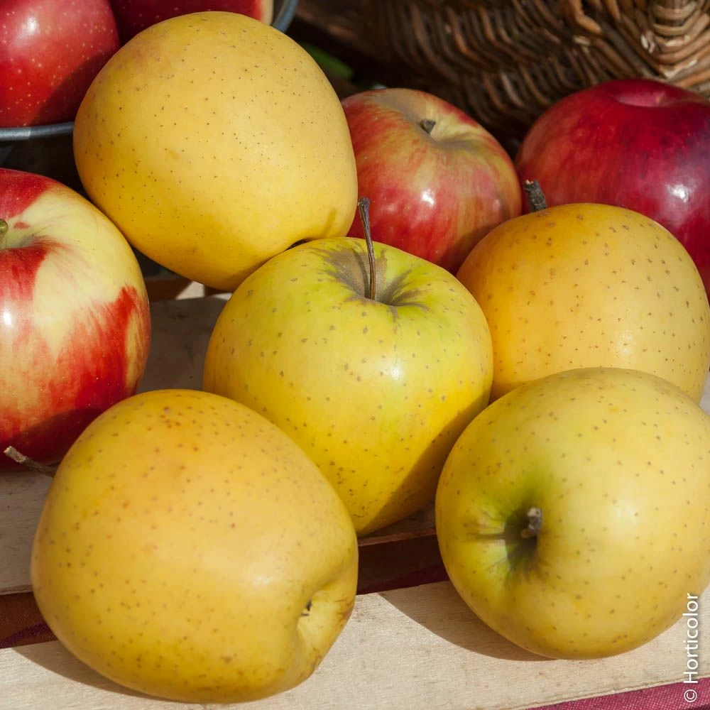 Pommier Golden Delicious 4 Pommier Golden Delicious - Image 2