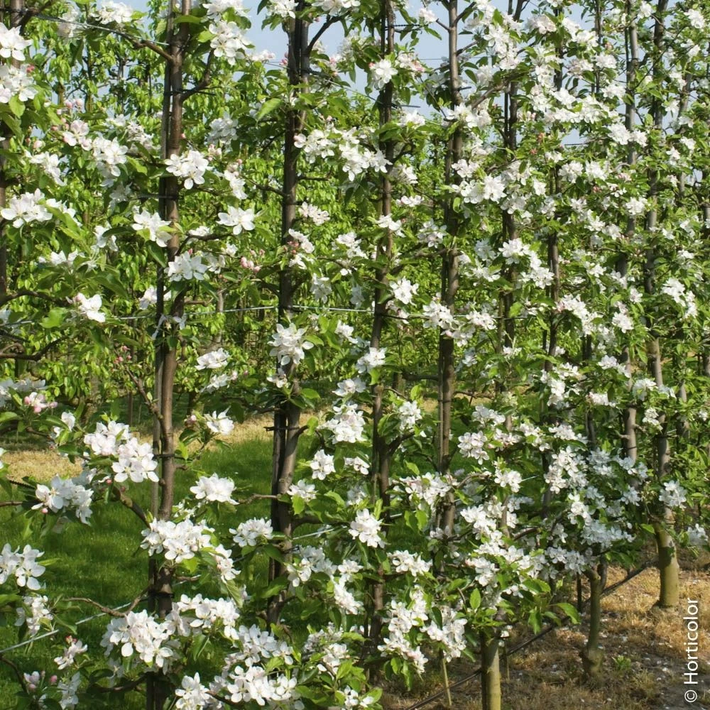 Pommier Golden Delicious 5 Pommier Golden Delicious - Image 3