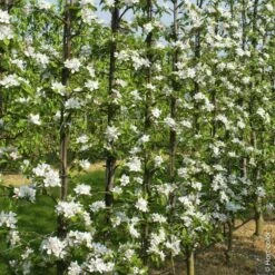 Pommier Reine Des Reinettes -Garden Supplies Sales Shop 8708 8753 8818 pommier hi