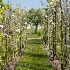 Poirier Conférence 10 Poirier Conférence -Garden Supplies Sales Shop 8714 8711 8725 poirier hi 2