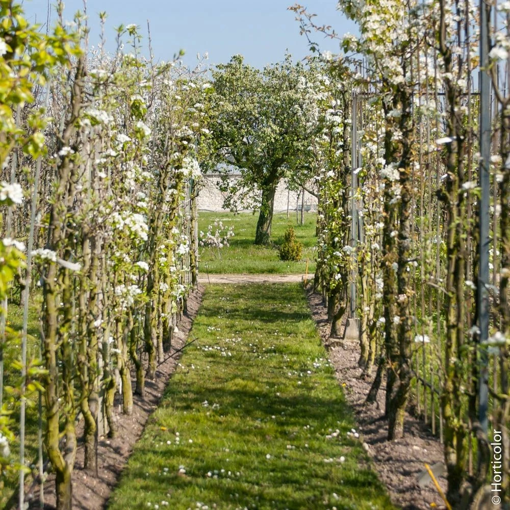 Poirier Conférence 5 Poirier Conférence - Image 3