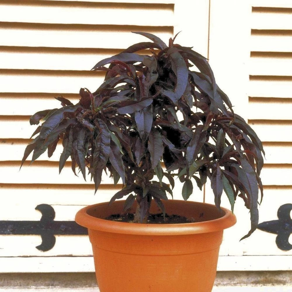 Pêcher Nain CRIMSON ® Bonfire 3 Pêcher Nain CRIMSON ® Bonfire