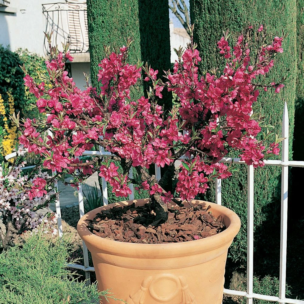Nectarinier Nain GARDEN BEAUTY ® 3 Nectarinier Nain GARDEN BEAUTY ®