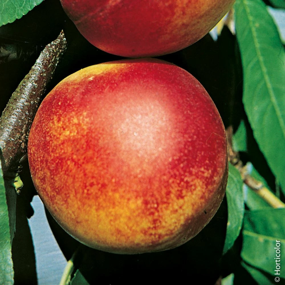 Nectarinier Nain GARDEN BEAUTY ® 4 Nectarinier Nain GARDEN BEAUTY ® - Image 2