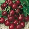 Cerisier Bigarreau Burlat -Garden Supplies Sales Shop 8722 8723a cerisier bigarreau burlat t1000