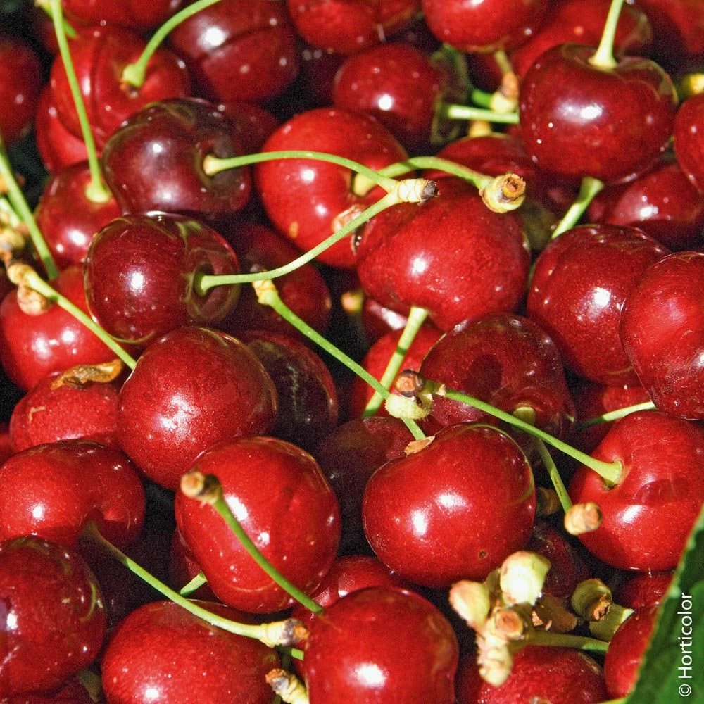 Cerisier Bigarreau Burlat 4 Cerisier Bigarreau Burlat - Image 2