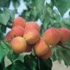 Abricotier Bergeron -Garden Supplies Sales Shop 8733 8734 abricotier bergeron t1000