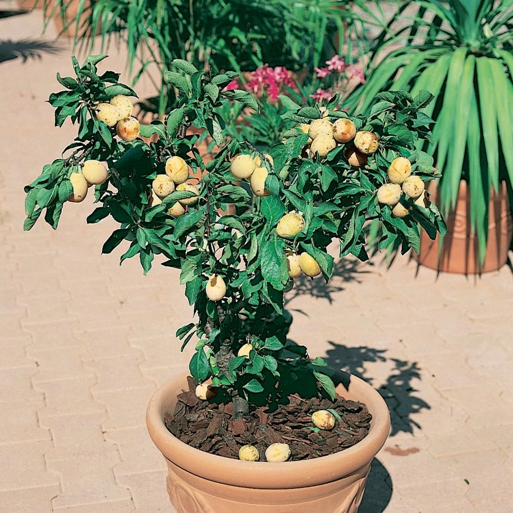 Prunier Nain GOLDUST ® Courod 3 Prunier Nain GOLDUST ® Courod