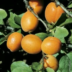 Garden Supplies Sales Shop -Garden Supplies Sales Shop 8741 abricotier nain garden aprigold 0527 taille1000 ho