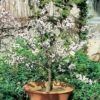 Abricotier Nain GARDEN APRIGOLD ® -Garden Supplies Sales Shop 8741a abricotier nain garden aprigold t1000