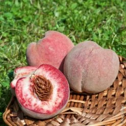 Pêcher Sanguine Vineuse