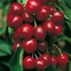 Cerisier Bigarreau SWEETHEART ® Sumtare 2 Cerisier Bigarreau SWEETHEART ® Sumtare -Garden Supplies Sales Shop 8759 8760 cerisier bigarreau sweetheart t1000