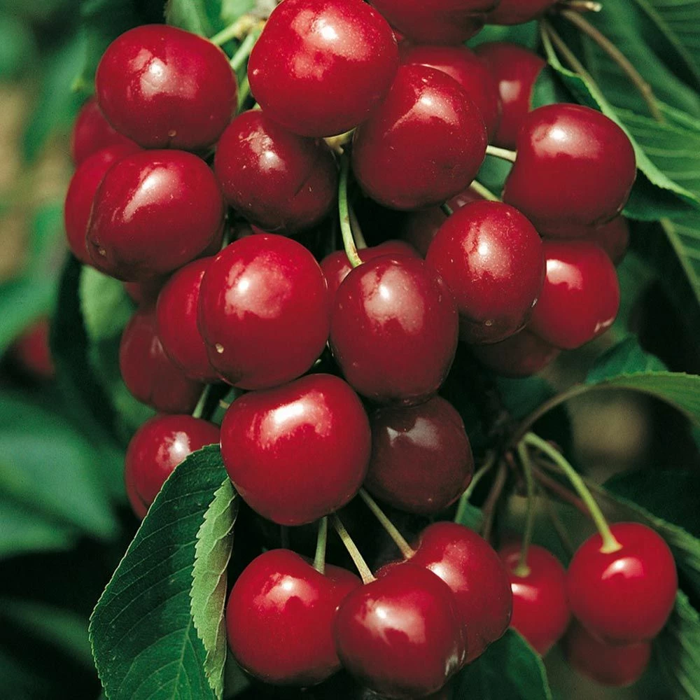 Cerisier Bigarreau SWEETHEART ® Sumtare 3 Cerisier Bigarreau SWEETHEART ® Sumtare