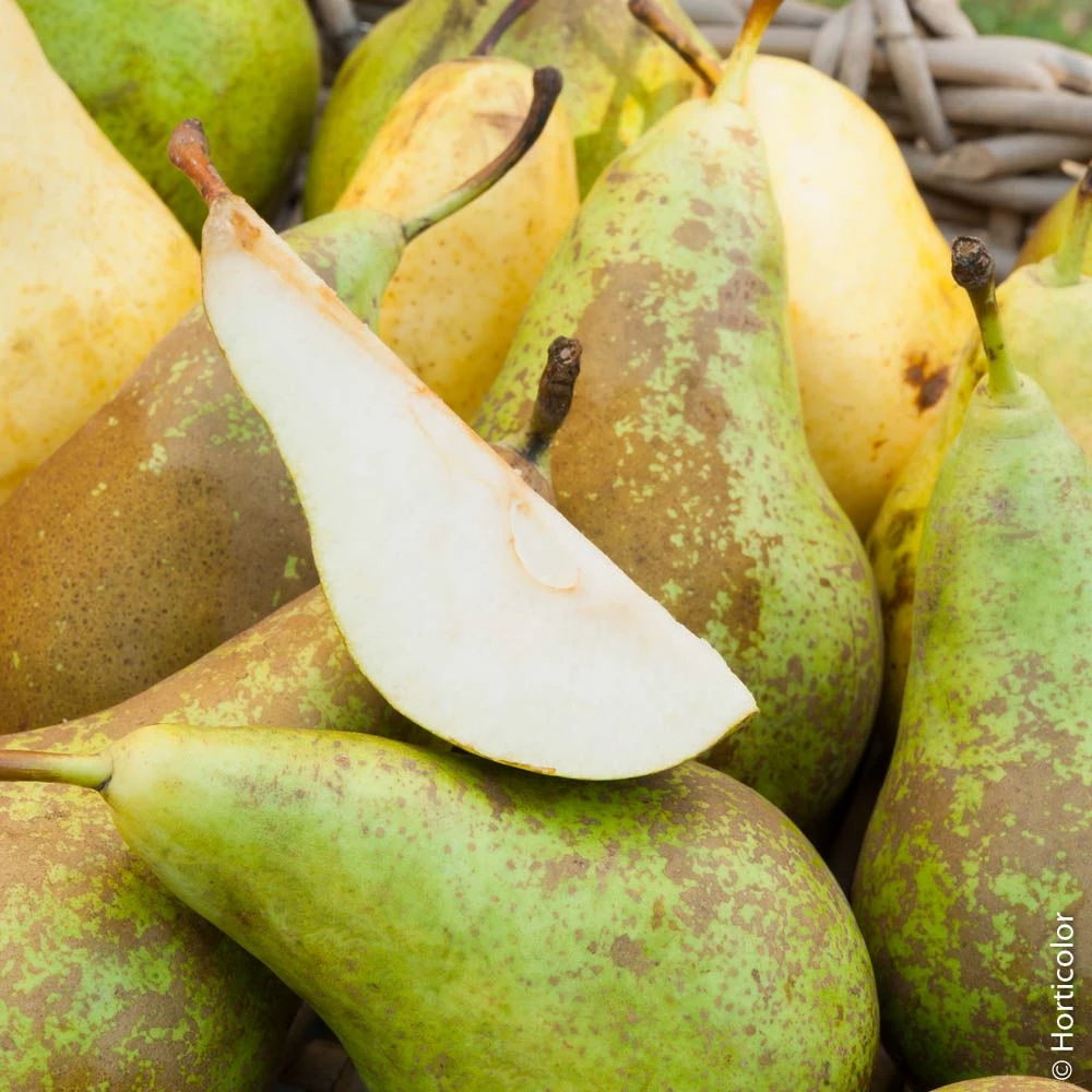 Poirier Conférence 4 Poirier Conférence - Image 2