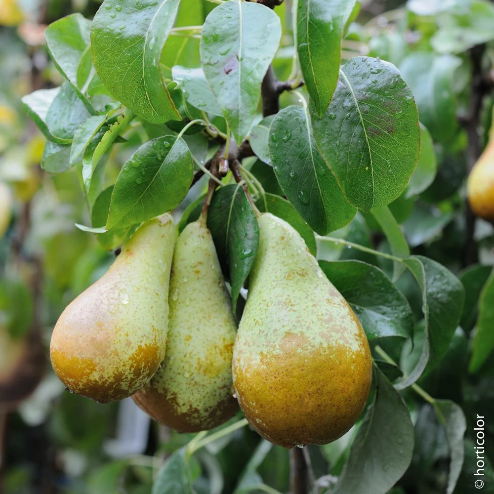 Poirier Conférence 3 Poirier Conférence