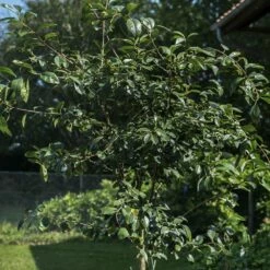 Cerisier Nain CHERRY BABY ® ‘Porthos’ Gamme FRUITALITY ® 8 Cerisier Nain CHERRY BABY ® ‘Porthos’ Gamme FRUITALITY ® -Garden Supplies Sales Shop 8795a cherry baby2 seb.jarry t1000