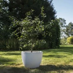 Cerisier Nain CHERRY BABY ® ‘Porthos’ Gamme FRUITALITY ®