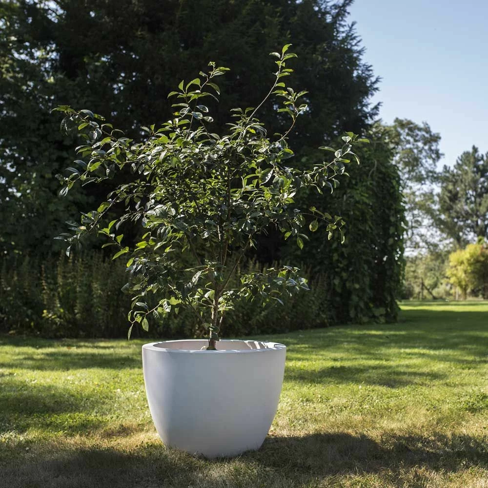 Cerisier Nain CHERRY BABY ® ‘Porthos’ Gamme FRUITALITY ® 3 Cerisier Nain CHERRY BABY ® ‘Porthos’ Gamme FRUITALITY ®