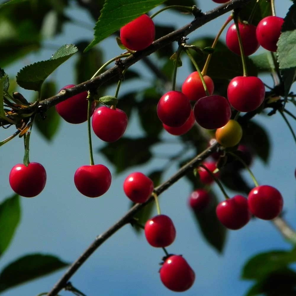 Cerisier Nain CHERRY BABY ® ‘Porthos’ Gamme FRUITALITY ® 4 Cerisier Nain CHERRY BABY ® ‘Porthos’ Gamme FRUITALITY ® - Image 2