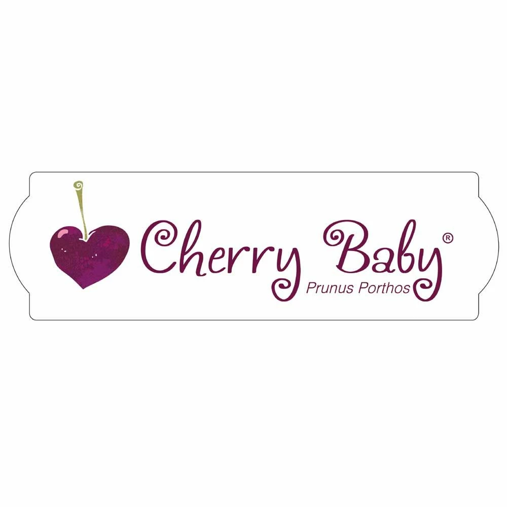 Cerisier Nain CHERRY BABY ® ‘Porthos’ Gamme FRUITALITY ® 6 Cerisier Nain CHERRY BABY ® ‘Porthos’ Gamme FRUITALITY ® - Image 4