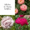 Collection De 3 Pivoines Lactiflora
